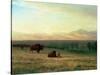 Buffalo on the Plains, C.1890-Albert Bierstadt-Stretched Canvas