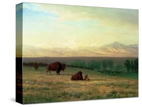 Buffalo on the Plains, C.1890-Albert Bierstadt-Stretched Canvas