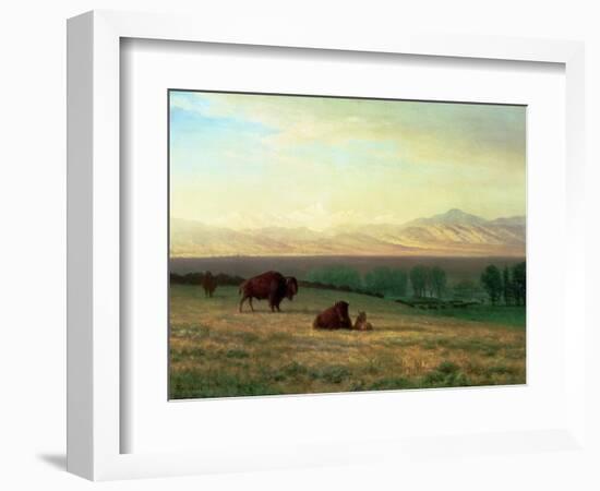 Buffalo on the Plains, C.1890-Albert Bierstadt-Framed Giclee Print