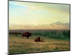 Buffalo on the Plains, C.1890-Albert Bierstadt-Mounted Giclee Print