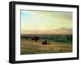 Buffalo on the Plains, C.1890-Albert Bierstadt-Framed Giclee Print