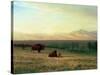 Buffalo on the Plains, C.1890-Albert Bierstadt-Stretched Canvas