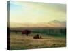 Buffalo on the Plains, C.1890-Albert Bierstadt-Stretched Canvas