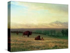 Buffalo on the Plains, C.1890-Albert Bierstadt-Stretched Canvas