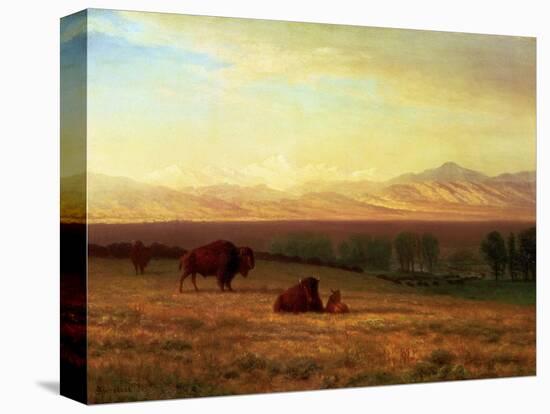 Buffalo on the Plains, Circa 1890-Sir William Beechey-Stretched Canvas