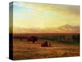 Buffalo on the Plains, Circa 1890-Sir William Beechey-Stretched Canvas