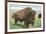 Buffalo on the Range-null-Framed Premium Giclee Print