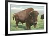 Buffalo on the Range-null-Framed Premium Giclee Print