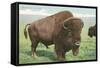 Buffalo on the Range-null-Framed Stretched Canvas