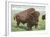 Buffalo on the Range-null-Framed Art Print