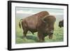 Buffalo on the Range-null-Framed Art Print