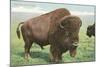 Buffalo on the Range-null-Mounted Art Print