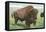 Buffalo on the Range-null-Framed Stretched Canvas