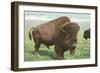 Buffalo on the Range-null-Framed Art Print