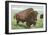 Buffalo on the Range-null-Framed Art Print