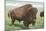 Buffalo on the Range-null-Mounted Art Print