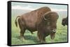 Buffalo on the Range-null-Framed Stretched Canvas