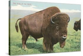 Buffalo on the Range-null-Stretched Canvas