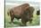 Buffalo on the Range-null-Stretched Canvas