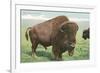 Buffalo on the Range-null-Framed Art Print