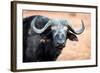 Buffalo portrait, Chobe National Park, Botswana, Africa-Karen Deakin-Framed Photographic Print