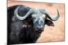 Buffalo portrait, Chobe National Park, Botswana, Africa-Karen Deakin-Mounted Photographic Print