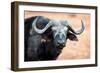 Buffalo portrait, Chobe National Park, Botswana, Africa-Karen Deakin-Framed Premium Photographic Print