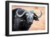 Buffalo portrait, Chobe National Park, Botswana, Africa-Karen Deakin-Framed Premium Photographic Print