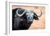 Buffalo portrait, Chobe National Park, Botswana, Africa-Karen Deakin-Framed Premium Photographic Print