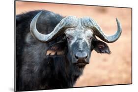 Buffalo portrait, Chobe National Park, Botswana, Africa-Karen Deakin-Mounted Premium Photographic Print