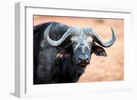 Buffalo portrait, Chobe National Park, Botswana, Africa-Karen Deakin-Framed Photographic Print