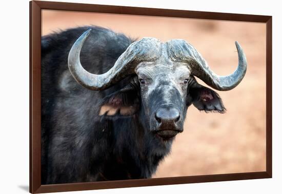 Buffalo portrait, Chobe National Park, Botswana, Africa-Karen Deakin-Framed Photographic Print