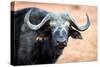 Buffalo portrait, Chobe National Park, Botswana, Africa-Karen Deakin-Stretched Canvas