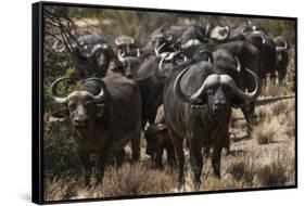 Buffalo, Private Game Ranch, Great Karoo, South Africa-Pete Oxford-Framed Stretched Canvas