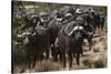 Buffalo, Private Game Ranch, Great Karoo, South Africa-Pete Oxford-Stretched Canvas