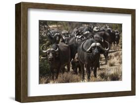 Buffalo, Private Game Ranch, Great Karoo, South Africa-Pete Oxford-Framed Photographic Print