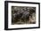 Buffalo, Private Game Ranch, Great Karoo, South Africa-Pete Oxford-Framed Photographic Print