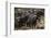 Buffalo, Private Game Ranch, Great Karoo, South Africa-Pete Oxford-Framed Photographic Print