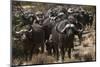 Buffalo, Private Game Ranch, Great Karoo, South Africa-Pete Oxford-Mounted Photographic Print