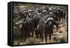 Buffalo, Private Game Ranch, Great Karoo, South Africa-Pete Oxford-Framed Stretched Canvas