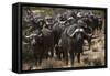 Buffalo, Private Game Ranch, Great Karoo, South Africa-Pete Oxford-Framed Stretched Canvas