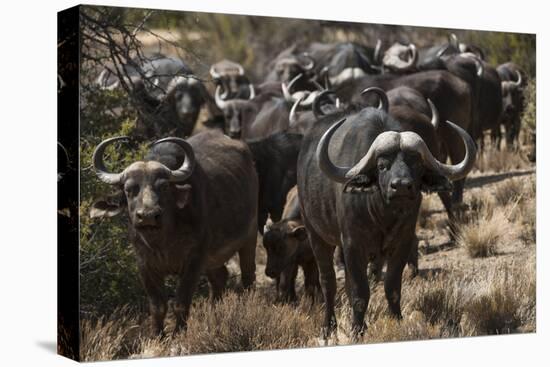 Buffalo, Private Game Ranch, Great Karoo, South Africa-Pete Oxford-Stretched Canvas