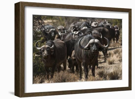 Buffalo, Private Game Ranch, Great Karoo, South Africa-Pete Oxford-Framed Photographic Print