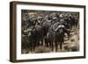 Buffalo, Private Game Ranch, Great Karoo, South Africa-Pete Oxford-Framed Photographic Print