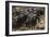 Buffalo, Private Game Ranch, Great Karoo, South Africa-Pete Oxford-Framed Photographic Print