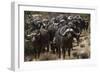 Buffalo, Private Game Ranch, Great Karoo, South Africa-Pete Oxford-Framed Photographic Print