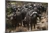 Buffalo, Private Game Ranch, Great Karoo, South Africa-Pete Oxford-Mounted Photographic Print