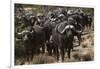 Buffalo, Private Game Ranch, Great Karoo, South Africa-Pete Oxford-Framed Photographic Print