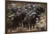 Buffalo, Private Game Ranch, Great Karoo, South Africa-Pete Oxford-Framed Photographic Print