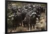 Buffalo, Private Game Ranch, Great Karoo, South Africa-Pete Oxford-Framed Photographic Print